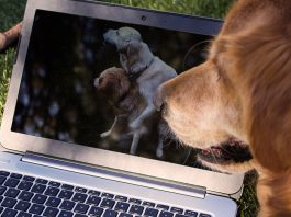 How to Stay Safe When You Browse Adult Sites